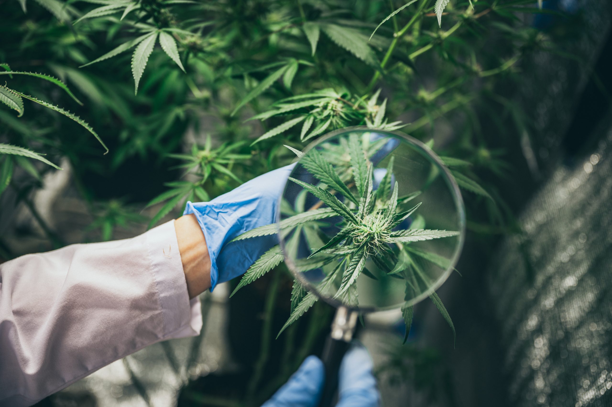 Cbd-produkte-orient-genuss